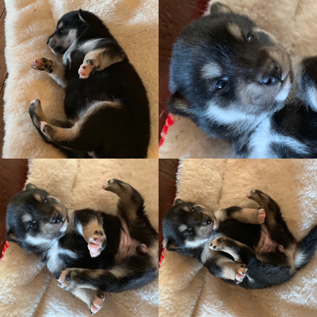 写真 2019-01-18 10 32 28