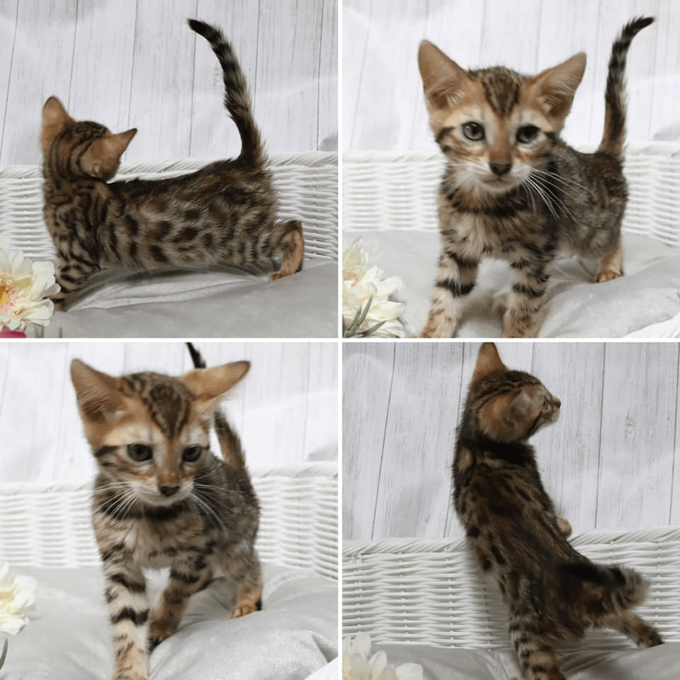 67589277_10219762758285084_4773916274751176704_n