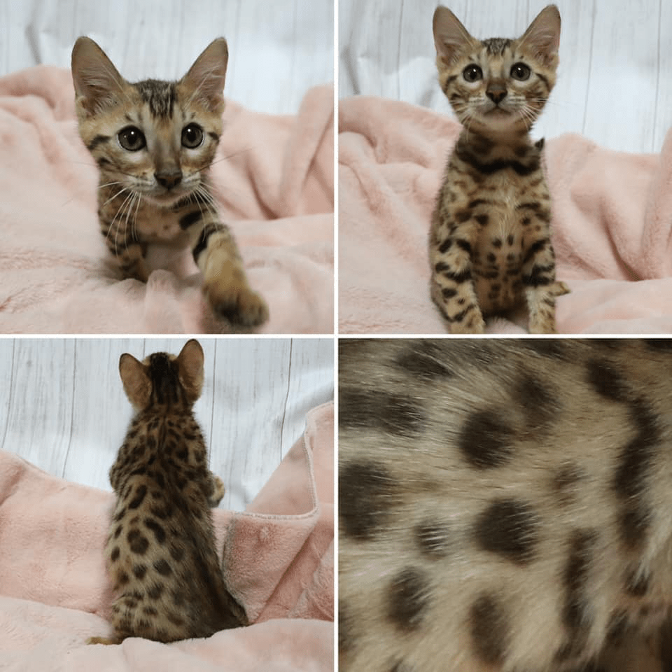 67699274_10219762819846623_9110787659692769280_n