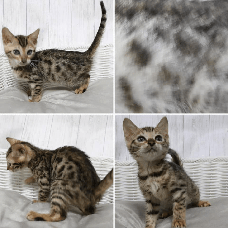 68331762_10219762803006202_3075733996013879296_n