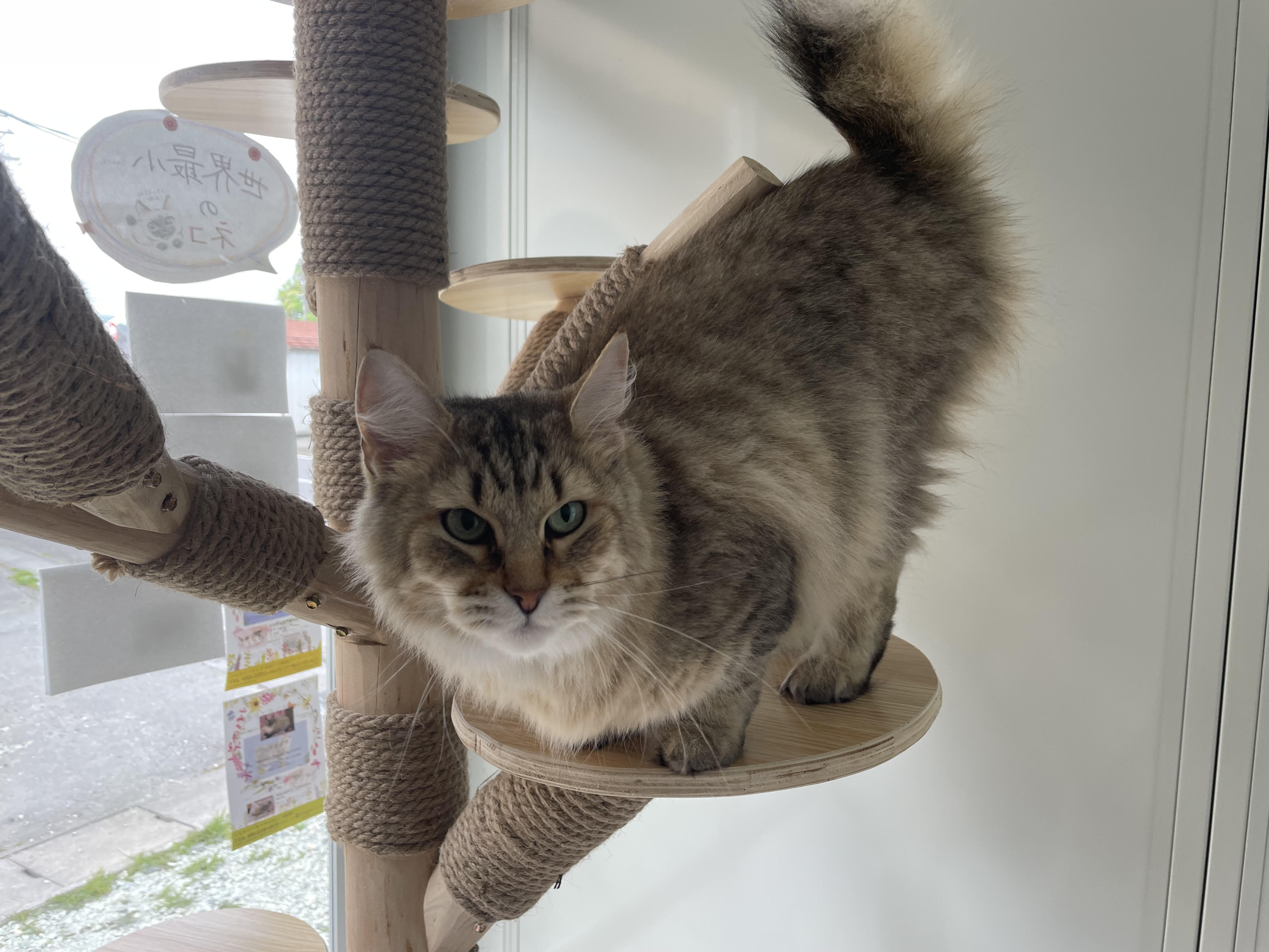 猫ちゃんたちの紹介 – パーフェクト トイズ！/ Purfect Toy!