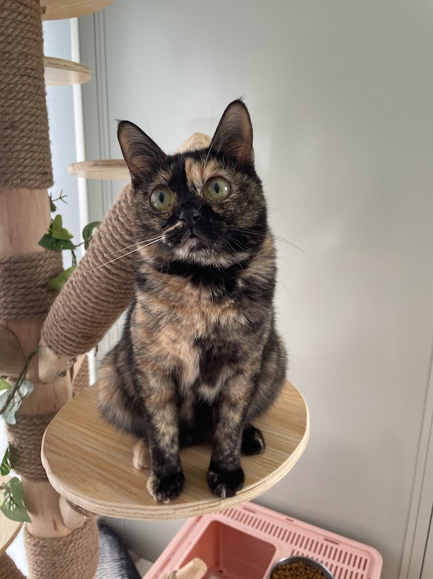 パーフェクト トイズ！/ Purfect Toy! – これから、猫や犬を家族に迎え