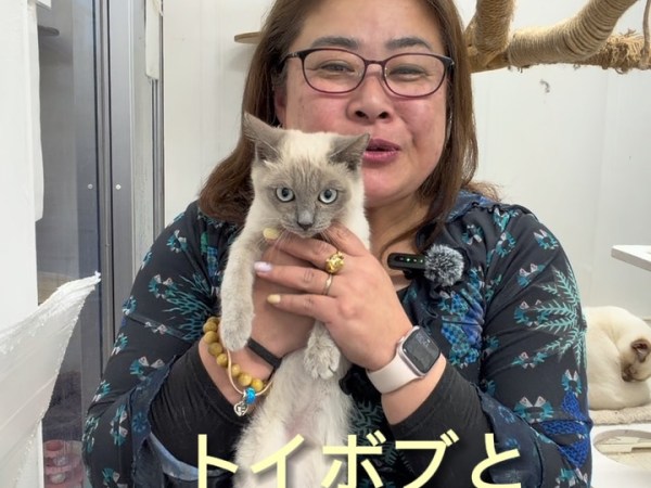 日本の住宅事情とトイボブと私…