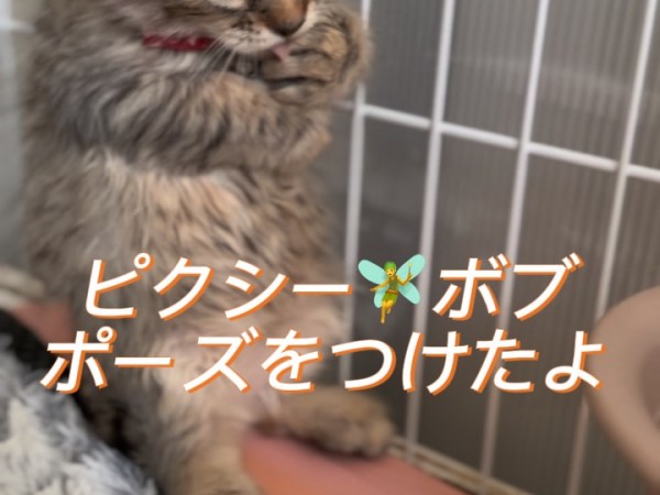 【家族募集中】