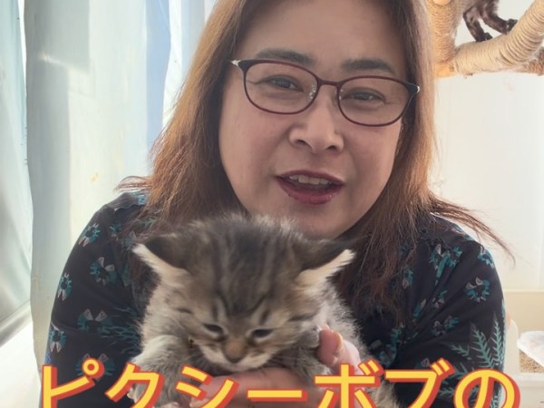 ピクシーボブの子猫家族募集中です。