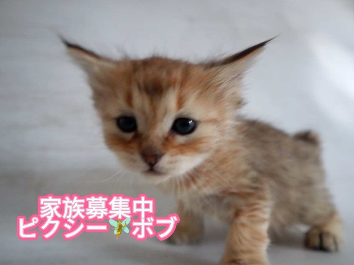 ピクシーボブの子猫家族募集中
