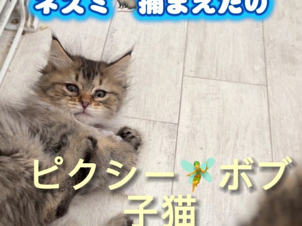 家族募集中　ピクシー🧚ボブ