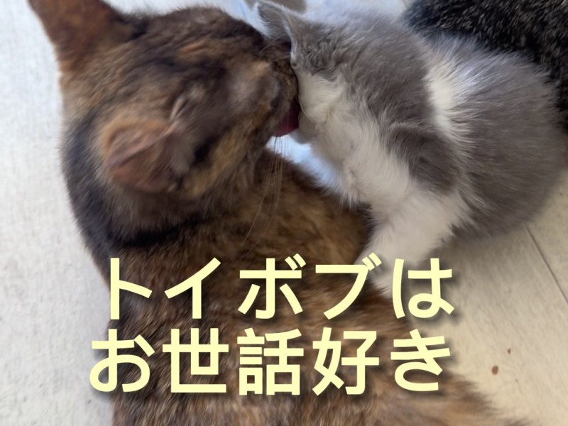 トイボブはお世話好き