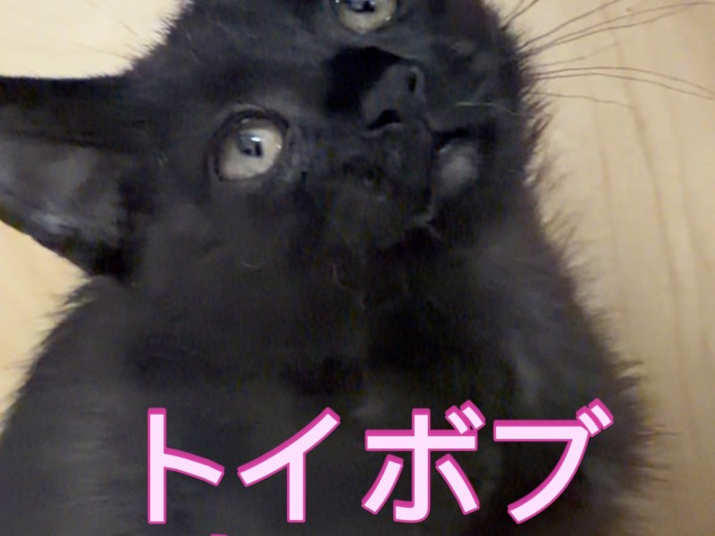【家族募集中】