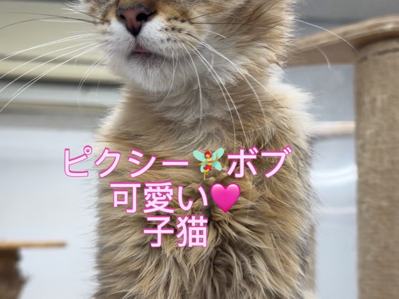 家族募集中