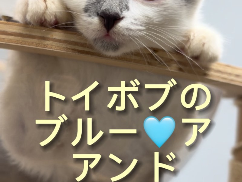 日本初ブルー🩵アンドホワイト