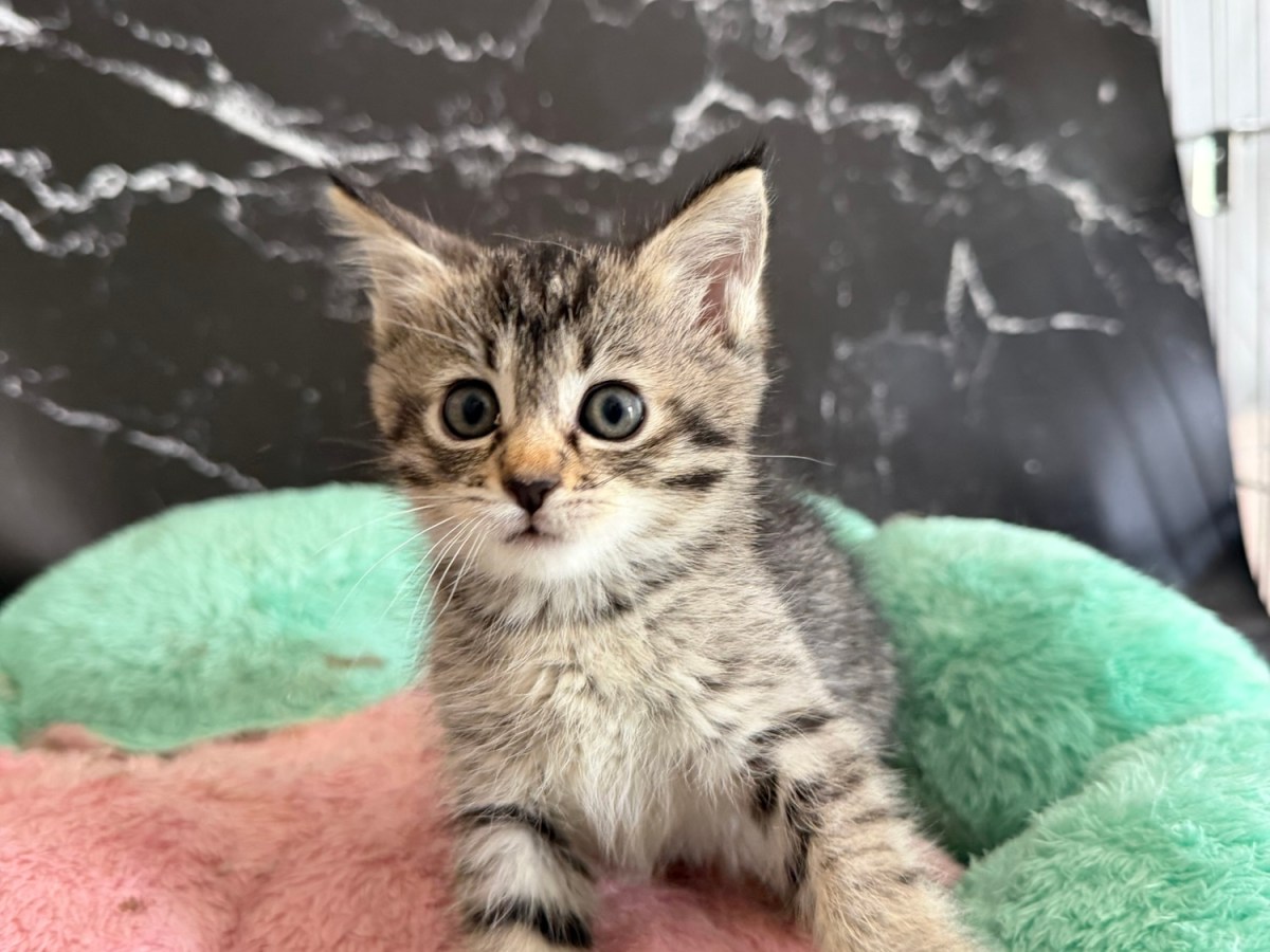 トイボブの子猫家族募集中